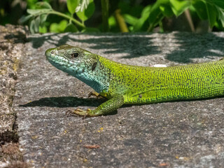 Balkan green lizard