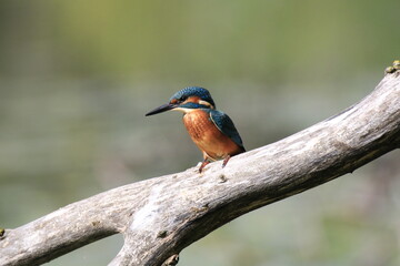 Eisvogel (Alcedo atthis)