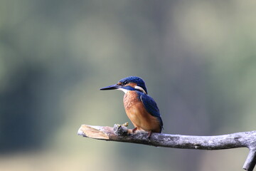 Eisvogel (Alcedo atthis)