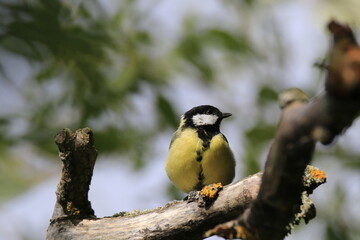 Kohlmeise (Parus major)
