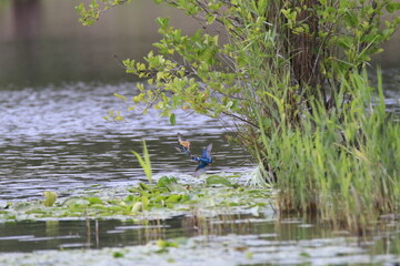 Eisvogel (Alcedo atthis)