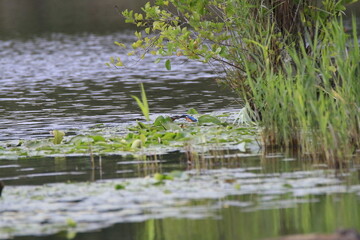 Eisvogel (Alcedo atthis)