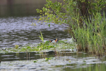 Eisvogel (Alcedo atthis)