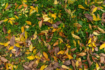 autumn leaves background, Yellow leaves on green moss, fall background