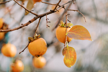 Raindrops on the bare branches of a tree with ripe persimmons