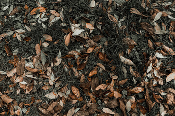 background of leaves, Yellow leaves on green moss, fall background