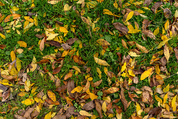 Yellow leaves on green moss, fall background