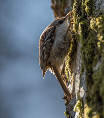 Tree creeper