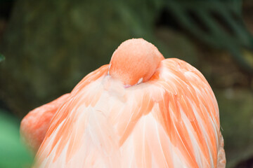 close up of a flamingo sleeping