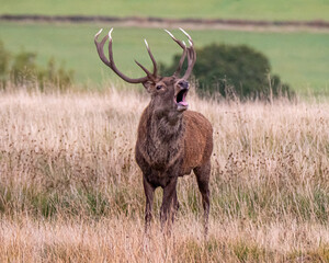 Red deer stag rutting