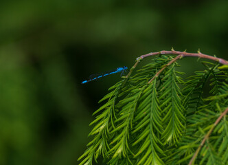 dragonfly sitting on a tree branch