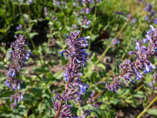 Nepeta grandiflora 'Zinser's Giant' with grey-green, oval to rounded, aromatic leaves flowering with racemes of blue-violet, tubular flowers in garden