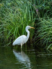 Great or common egret (Ardea alba) with pure white plumage, long neck and yellow bill standing in water near green vegetation