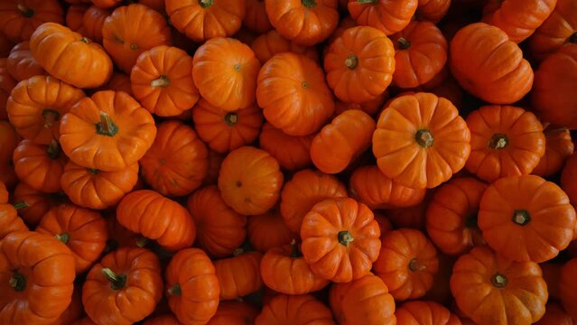 Pumpkin harvest of various pumpkins Orange shapes and sizes. move camera shot