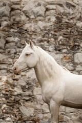 beautiful Cremello horse against the background of ruins