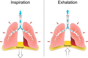 Breathing. Respiration, movements of the chest, lungs, and diaphragm