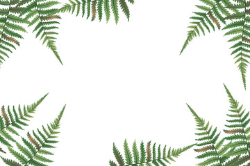 Fern frond frame. Polypodiophyta plant leaves decoration on white background. Detailed bracken fern drawing, tropical forest herbs, fern frond grass card frame border.Vector. - obrazy, fototapety, plakaty