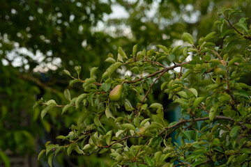 A Single Pear Hanging on a Branch in a Lush Green Tree