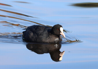 Eurasian coot