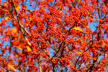 red fall rowanberry branch. red fall rowanberry. fall season with red rowanberry