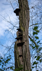 Cracked Cap Polypore