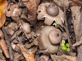 Earthstar mushroom