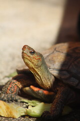 Portrait of Turtle in the Sun