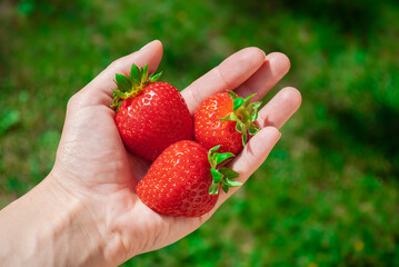 Closeup of woman hands holding strawberries in garden. Healthy food concept