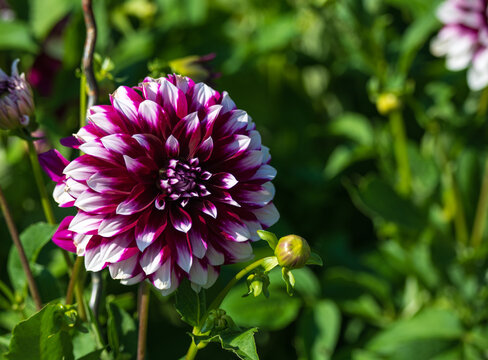 Close-up photo of a stunning dahlia flower in full bloom. The deep  petals contrast beautifully with the lush green foliage in the background, creating a vibrant and captivating image