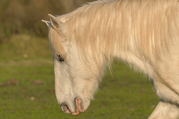 Naklejka na ściany i meble White horse with long mane in a green field