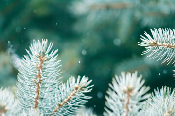 Naklejka na ściany i meble Christmas Pine or Conifer Tree Border with Snow Falling