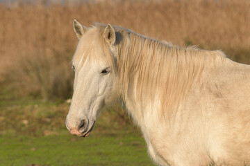 Horse on nature. Portrait of a white horse