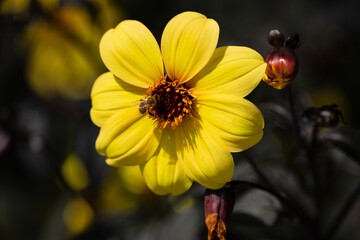 A close-up of a vibrant yellow flower with delicate petals, featuring a bee gathering nectar in natural sunlight