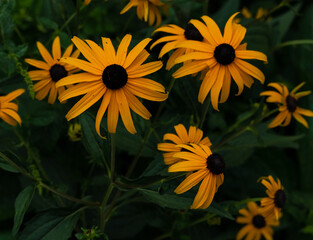 Obraz premium A close-up of bright yellow Black-eyed Susan flowers with a blurred green background accentuating the floral subjects