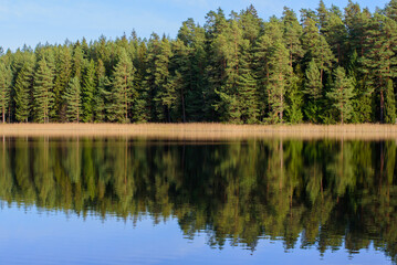 Fototapeta na wymiar .reflection of trees in water on reedy lake shore in autumn