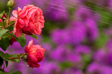 Drops of water on pink roses and spray on floral nature background taken at Rose Garden of Queen Elizabeth Park, British Columbia
