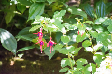 pink flowers in the garden