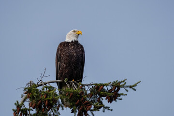Bald Eagle Perched On Tree