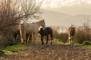 group of horses in freedom at sunset,young and adults in herd,mallorca,balearic islands,spain,
