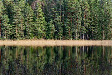 Obraz premium reflection of trees in water on reedy lake shore in autumn
