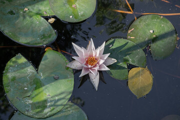 Water lily flowers in a pond of Boboli garden, Florence Italy