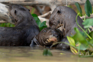 giant otter in rio negro in Pantanal - obrazy, fototapety, plakaty