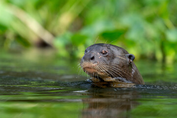giant otter in rio negro in Pantanal