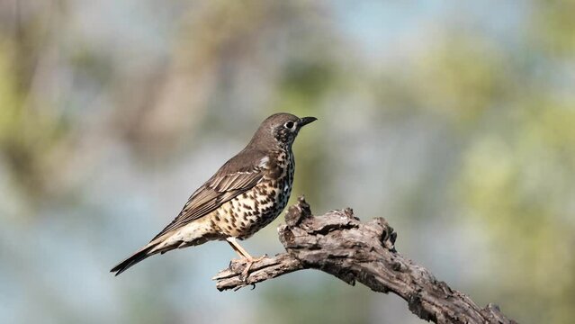 Mistle Thrush on the branch	