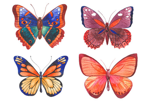 Watercolor painted butterflies. Hand drawn design elements isolated on white background.