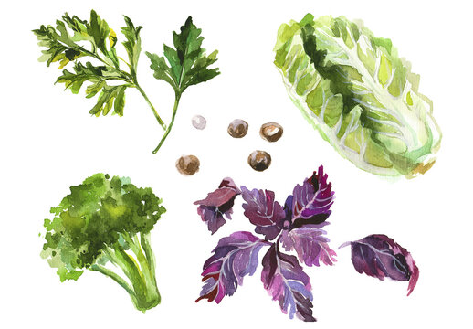 Watercolor painted collection of vegetables. Hand drawn fresh food design elements isolated on white background.