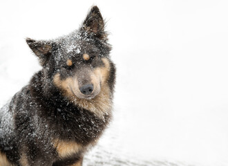 Brown dog looking funny with snow all over her face. Head close-up. Winter weather, snow on the ground.
