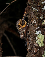 a close up of a bat resting on a tree