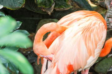 pink flamingo pruning its feathers