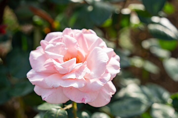 島田市バラの丘公園のバラ